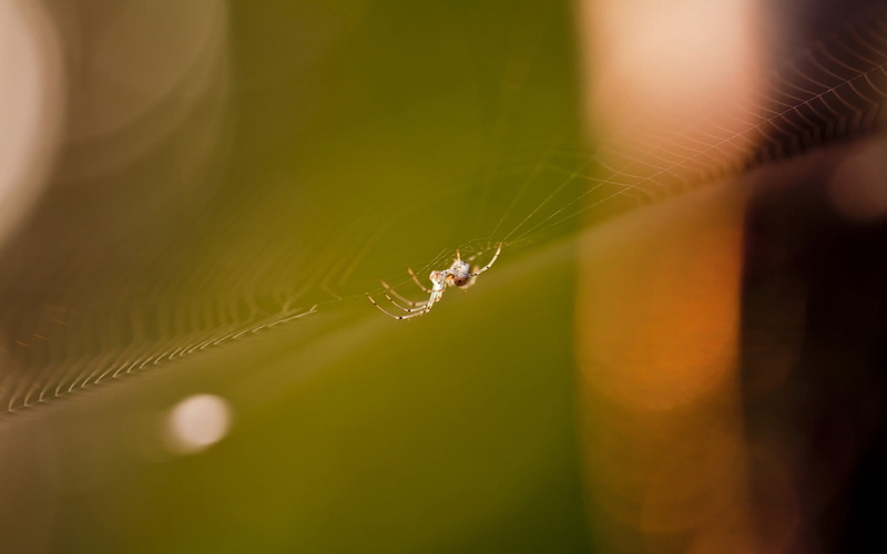 glare, beauty in nature, spider web, 720P, insect, one animal, vulnerability, fragility, web, animal wildlife, animal leg, arthropod, nature, animals in the wild