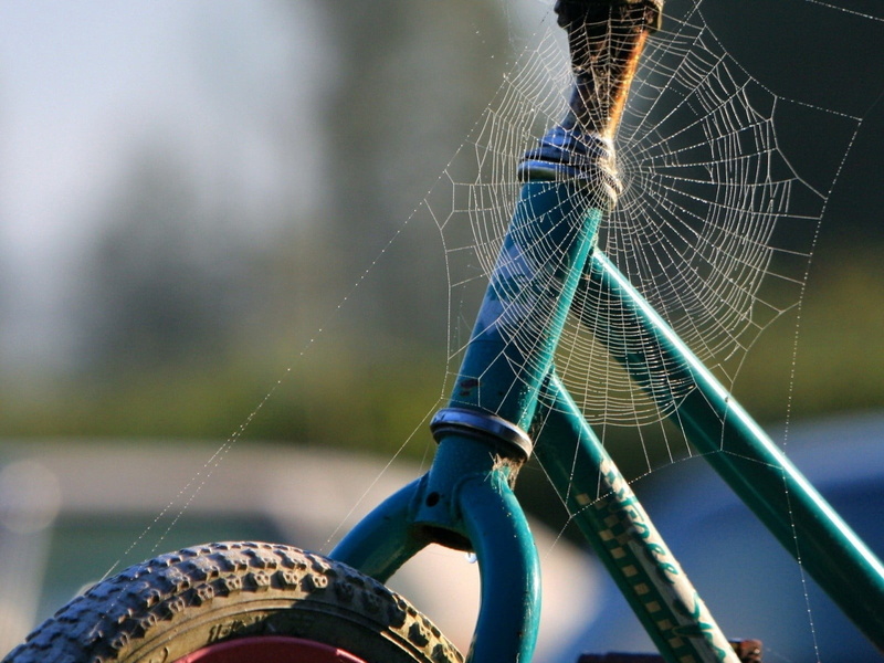 drop, bike, selective focus, leaf, invertebrate, 720P, insect, spider, focus on foreground, frame, animal themes, environment, animals in the wild, spider Web