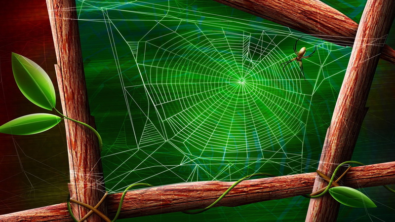 wood - Material, plant, vulnerability, leaf, spider web, water, close-up, spider, abstract, branches, beauty in nature, backgrounds, tree, cobwebs, day