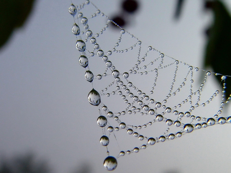 clean, no people, day, bubble, studio shot, transparent, cobwoeb, selective focus, water, wet, rain, freshness, macro, cobweb, raindrop, drops, splashing