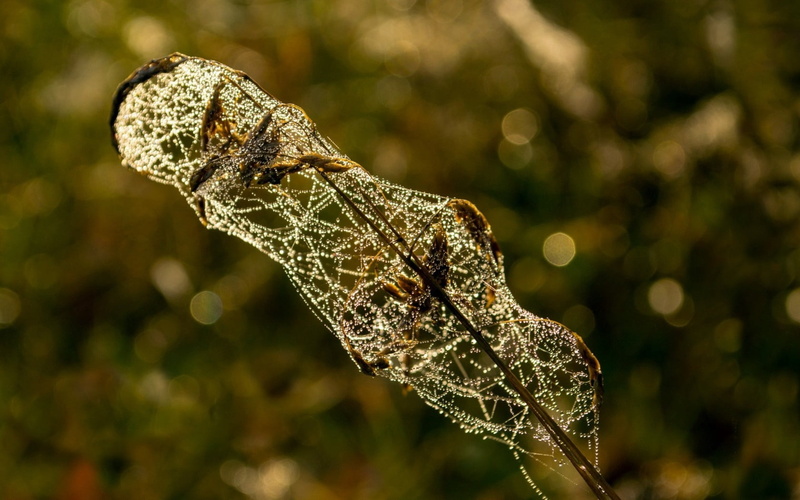 outdoors, beauty in nature, drops, cobwebs, vulnerability, plant part, drop, 720P, dew, no people, plant, branches, spider web, web, water, leaf, wet