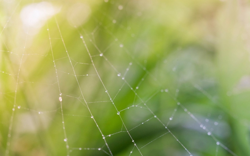 complexity, water, focus on foreground, vulnerability, dew drops, animal themes, photography, day, web, outdoors, selective, grass, pattern, backgrounds