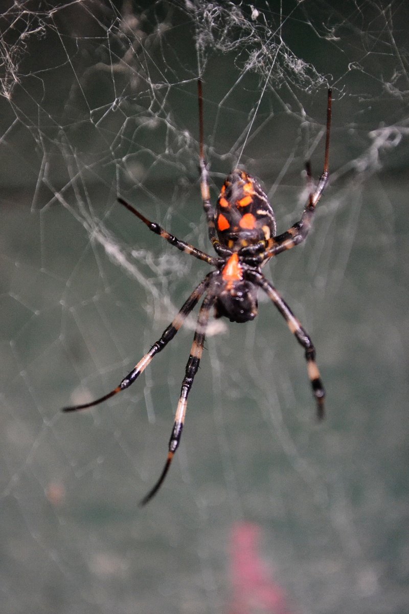 close-up, danger, tiger spider, creature, fragility, poisonous, animal themes, no people, arthropod, day, one animal, arachnid, animals in the wild, web