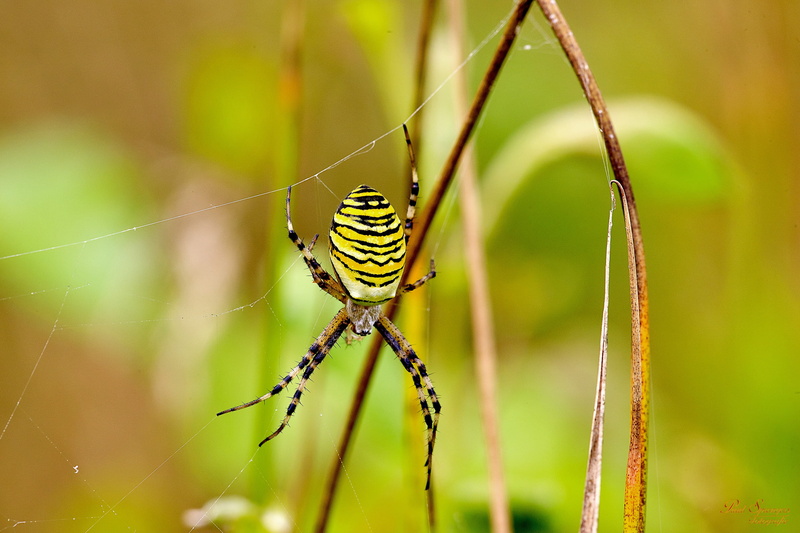animal themes, spider web, tiger spider, close-up, Arthropods, Spider, Macro, Tiger, close up, animal wildlife, 2K, nature, focus on foreground, animal