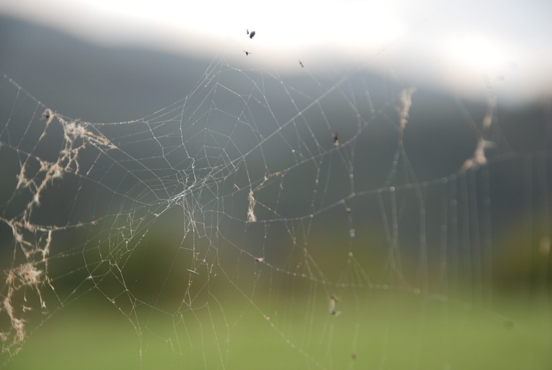 cobweb, field, mites, close-up, arachnophobia, bugs, day, arthropod, one animal, arachnid, network, insect, outdoors, fragility, fabric chandelier, animal leg