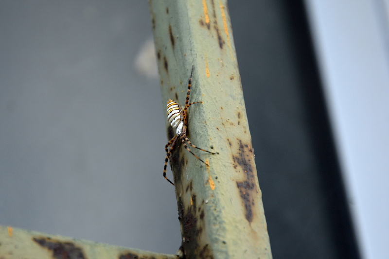 plant, animal wildlife, caterpillar, animal, wooden post, spider, invertebrate, no people, 4K, tree trunk, animal themes, reptile, trunk, selective focus