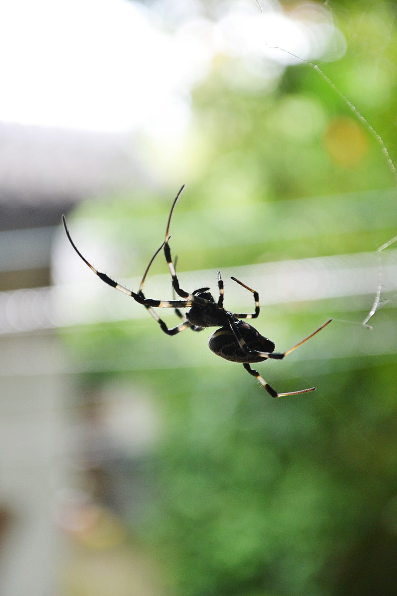 danger, outdoors, animal, animals in the wild, spider web, focus on foreground, arthropods, prey, leaf, sri lanka, spider, animal themes, animal leg, bite