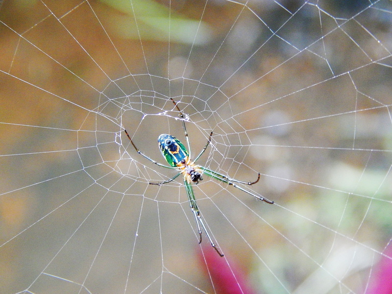 invertebrate, day, close-up, arthropod, spider Web, Spider, fragility, web, animal leg, outdoors, 4K, macro, animal, complexity, arachnid, fabric chandelier