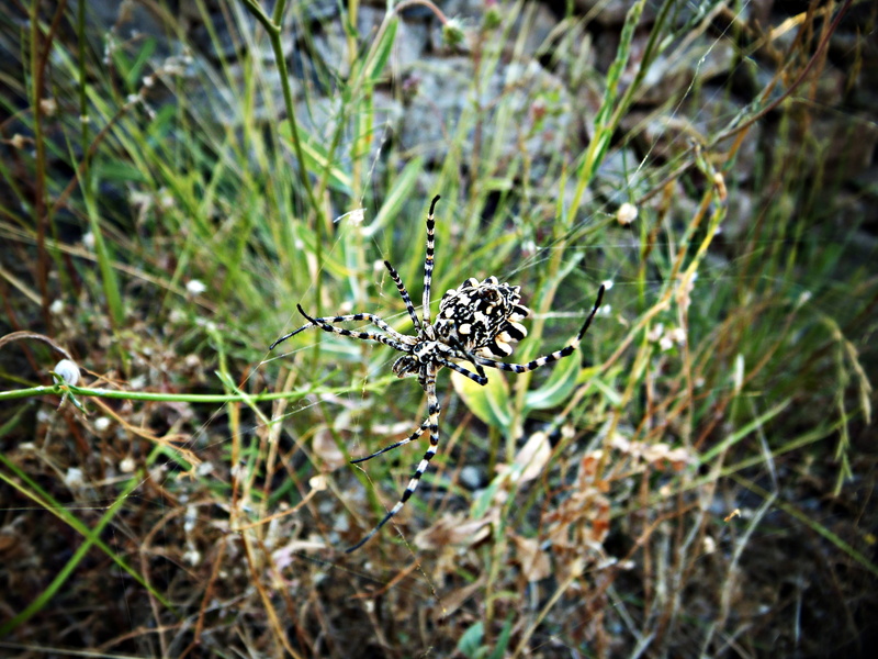 spider tiger, invertebrate, land, colors, argiope, animals in the wild, growth, spider web, animal, focus on foreground, spider araneomorfa, day, wilted plant