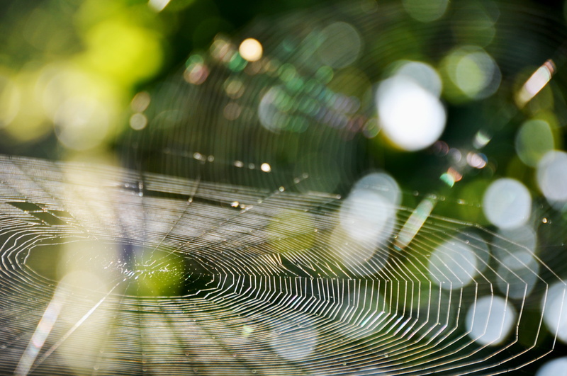 autumn morning, spider web, spider, web, 2K, water, little tiger, close-up, beauty in nature, sunlight, animal, dew, autumn, vulnerability, plants, no people