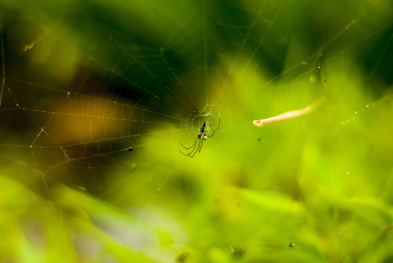 no people, spider, animal, invertebrate, arachnid, nature, green color, tiger spider, animals in the wild, outdoors, 4K, animal themes, arthropod, focus on foreground