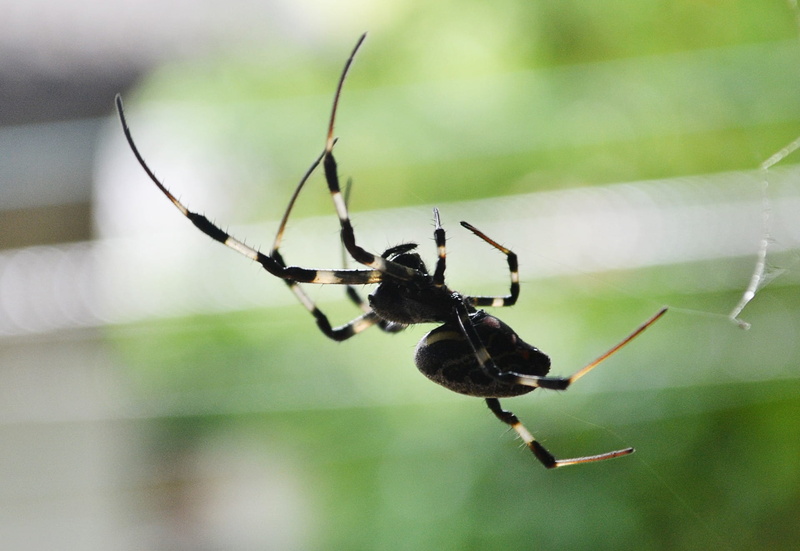 prey, close-up, survival, mawanella, web, arthropods, outdoors, sri lanka, tiger spider, arthropod, insect, nature, fragility, wild, spider web, poisonous
