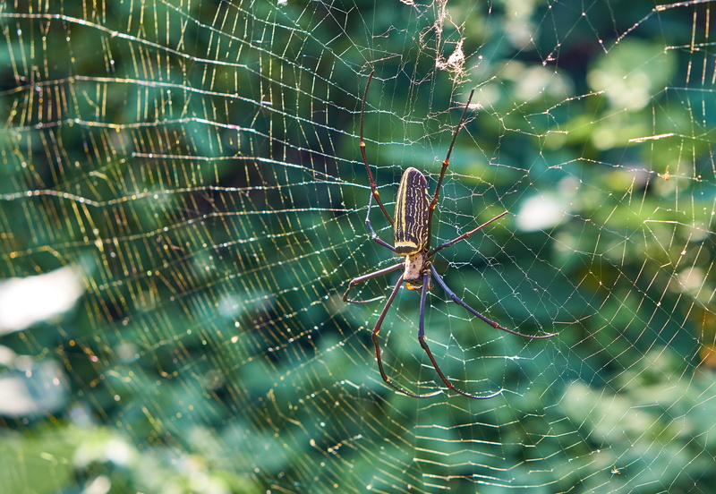 taipei, 4K, animals in the wild, spider web, fragility, close-up, day, web, animal body part, insect, spider, scary, hairy, argiope, animal, nature, brown