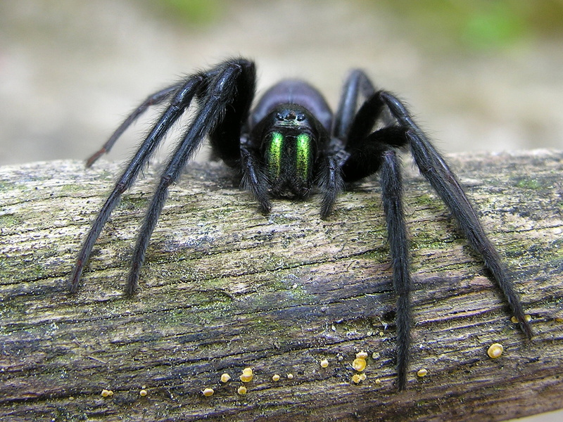 spider Web, segestria, meg, spider, carnivore, branch, natural, Galicia, Oza dos Ríos, animal, black spider, Araña, macro, insect, tree branch, black, wildlife
