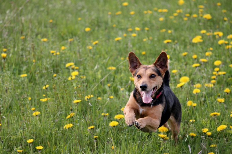 grass, yellow, spring, animal, meadow play, animal themes, plant, movement, daytime, domestic, mammal, run, mouth open, 4K, action, looking at camera
