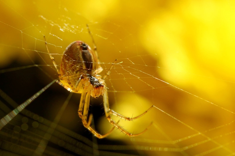 animal wildlife, fauna, back light, one animal, web, outdoors, nature, invertebrate, insect, animal themes, animal, cobweb, background, garden, yellow