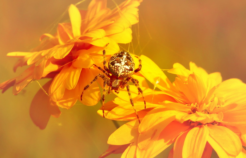 pollen, goldfish, beauty in nature, flower, fragility, monochrome, freshness, invertebrate, spider web, vulnerability, petaled, aster, web, animal themes