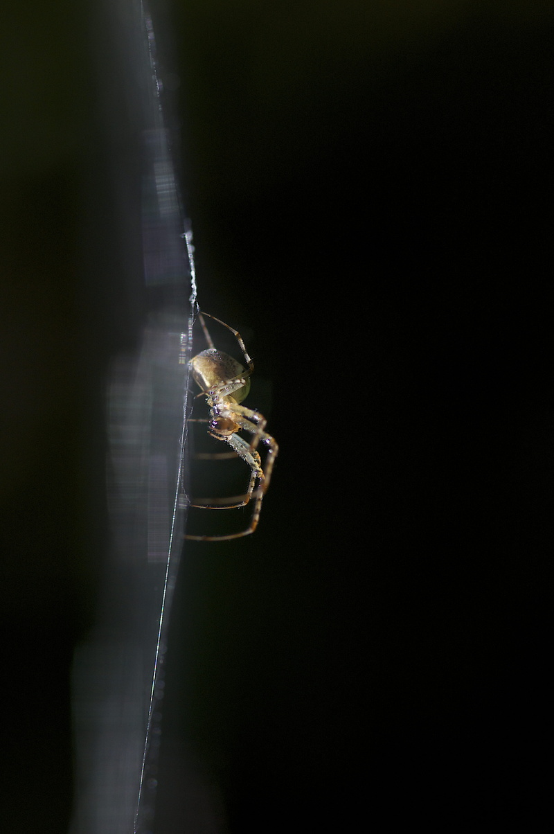 sea life, seashell, survival, yellow, nature, andrena, grasshopper, web, conch, invertebrate, 4K, one animal, bee, fragility, black background, spider web