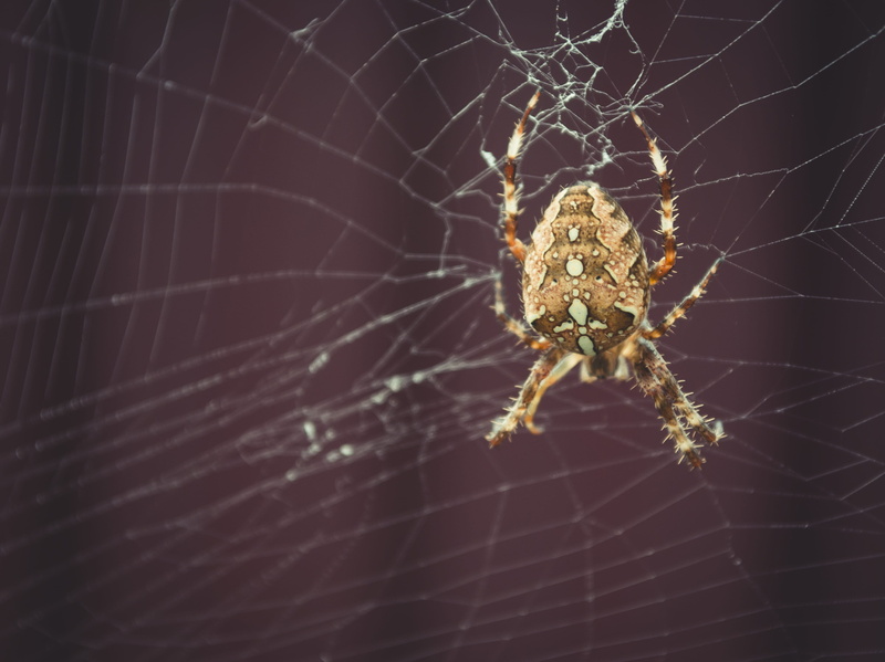 2K, tarantula, photography, focus on foreground, grasshoper, brown, andrena, one animal, close-up, insect, anisoptera, barn, close, spider web, animal themes