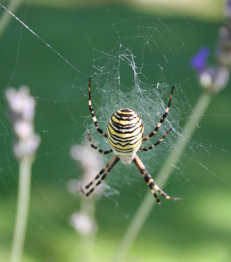 invertebrate, striped, web, spooky, cobweb, nature, animal leg, wildlife, animal world, spider, spin, animal, selective focus, wasp spider, vulnerability