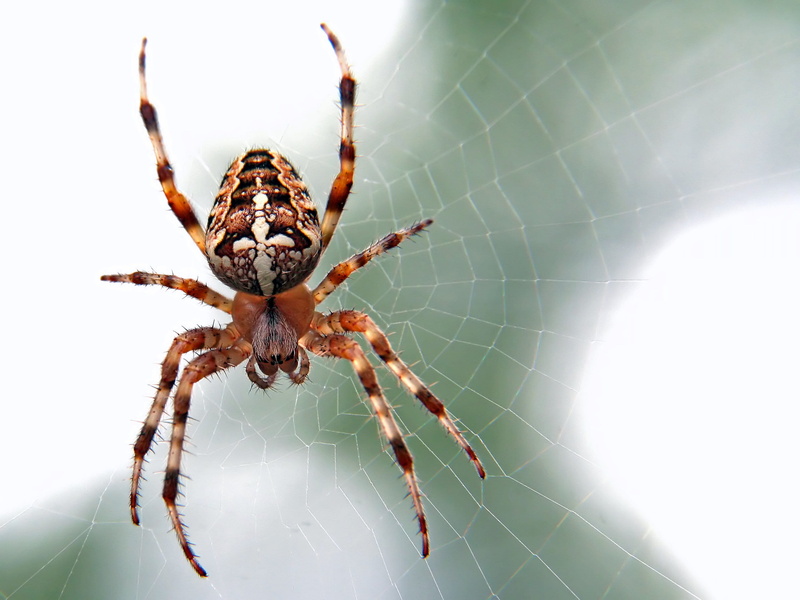 nature, fragility, plant, invertebrate, eating, day, grasshoper, arachnid, argiope, insect, animal wildlife, arthropod, focus on foreground, animal, photography
