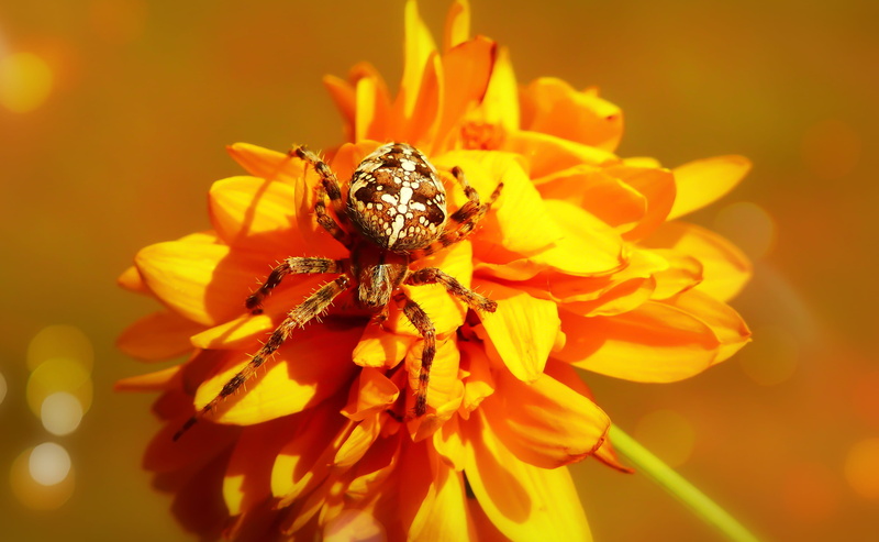 flowering plant, daisies, growth, yellow, animals in the wild, spider, 4K, pollen, freshness, inflorescence, animal wildlife, animal, no people, plant