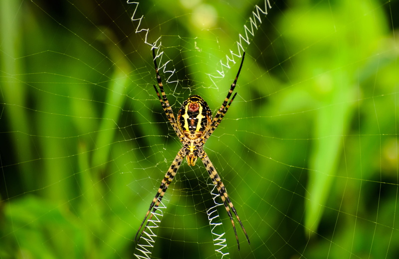 macro, animal themes, brown, garden spider, insect, animal wildlife, day, focus on foreground, animal, arthropod, spider web, dragonfly, spider, close up