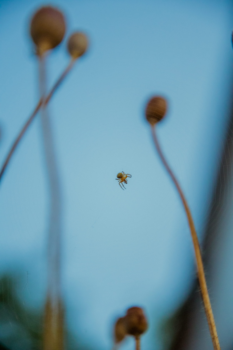 outdoors, arachnid, reptile, flower, sprout, twig, selective focus, andrena, gecko, plant, animal themes, day, plant stem, insect, bee, no people, garden spider