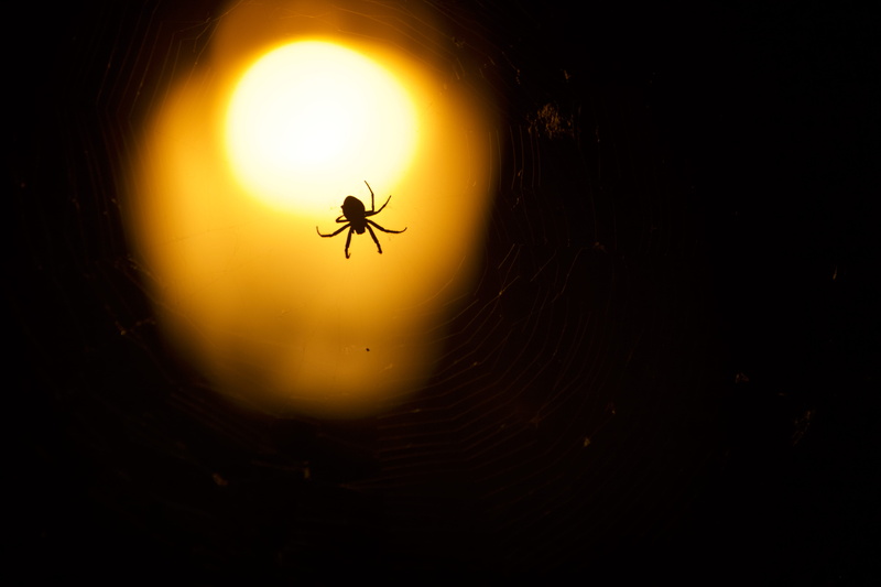 spider, animal, one animal, dark, bee, silhouette, arthropod, lamp, photography, copy space, flying, animal wildlife, black background, tarantula, insect