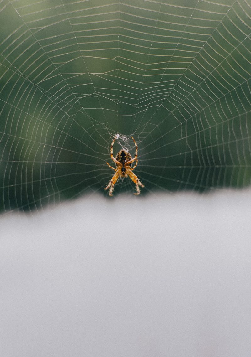 anisoptera, insect, 2K, fragility, dragonfly, tarantula, day, photo, argiope, black widow, andrena, arthropod, arachnid, focus on foreground, bee, web