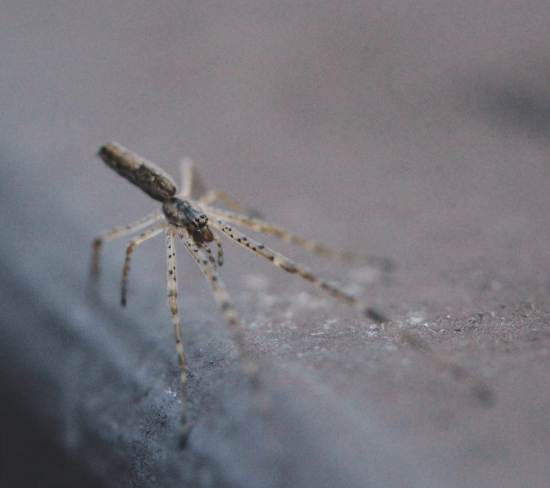 plant, blossom, one animal, garden spider, arachnid, selective focus, animal leg, snow, animals in the wild, 2K, wasp, cold temperature, argiope, winter