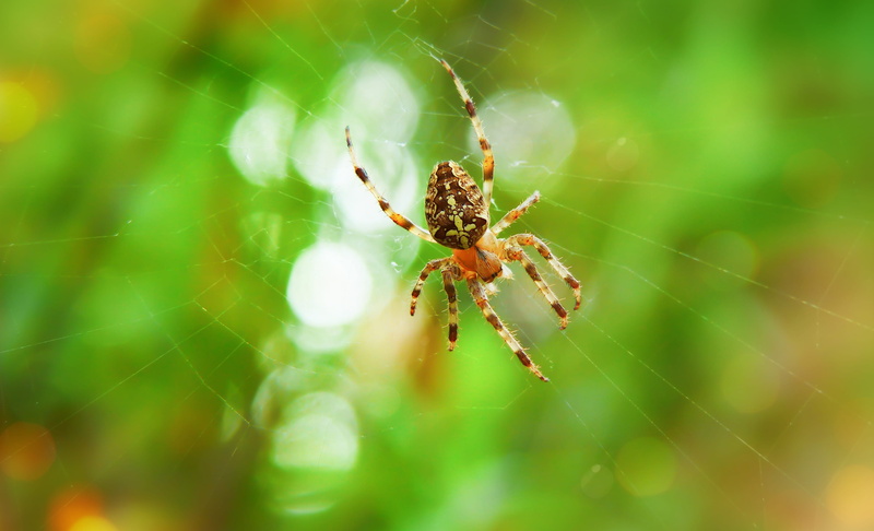 focus on foreground, animals in the wild, close-up, green, flower, dahlia, arthropod, animal leg, asteraceae, argiope, photo, spider web, nature, macro