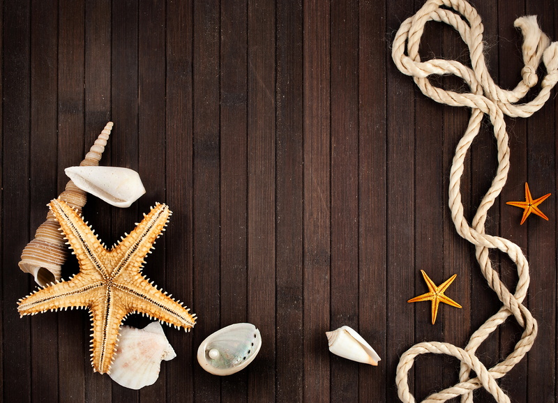 nature, marine, wood - material, christmas, shell, shape, no people, animal wildlife, pearl, indoors, close-up, variation, star shape, animal, copy space