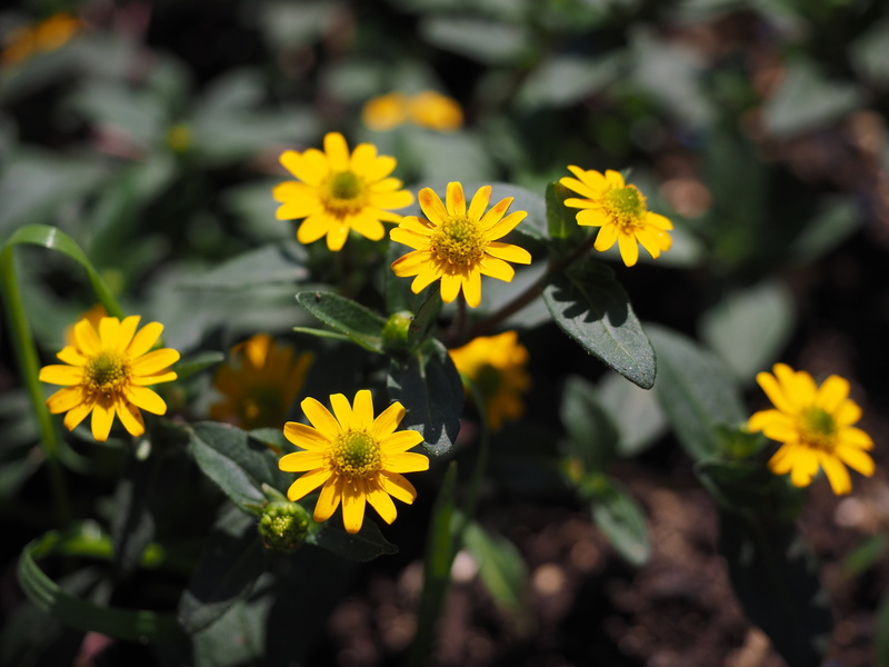 flower head, flowers, sanvitalia procumbens, botany, growth, fragility, composites, miniature sunflower, plant, freshness, pollen, no people, ornamental flower