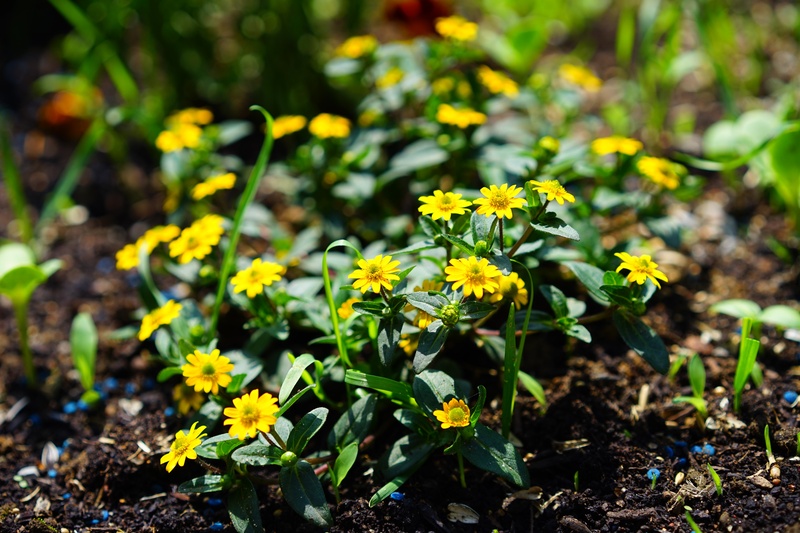 close-up, ornamental flower, flowers, flowerbed, petal, balcony plant, no people, hussar buttons, composites, sanvitalia, fragility, sanvitalia procumbens