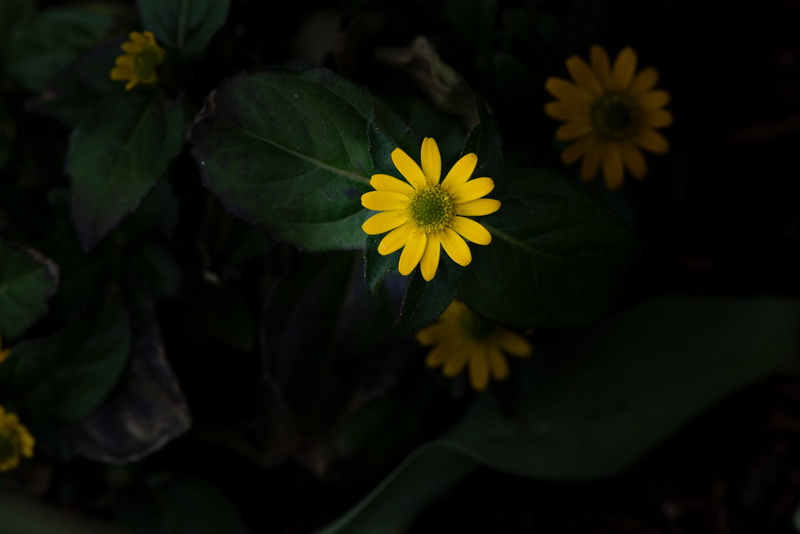 flower head, freshness, green color, small, inflorescence, yellow, pollen, ornamental flower, bloom, beauty in nature, plant part, blossom, growth, leaf