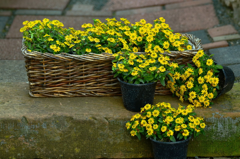 yellow flowers, beauty in nature, plant, garden, nature, flowering plant, hussar button, potted, floral, basket, vulnerability, plant flowers, freshness