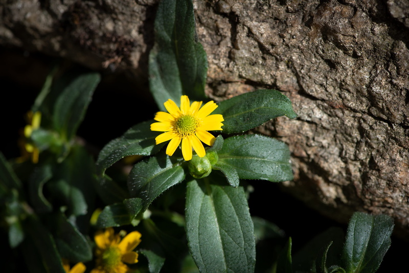 trunk, tree trunk, blossom, inflorescence, petal, hussars brains, yellow, bloom, beauty in nature, nature, outdoors, day, plant, close-up, growth, close up