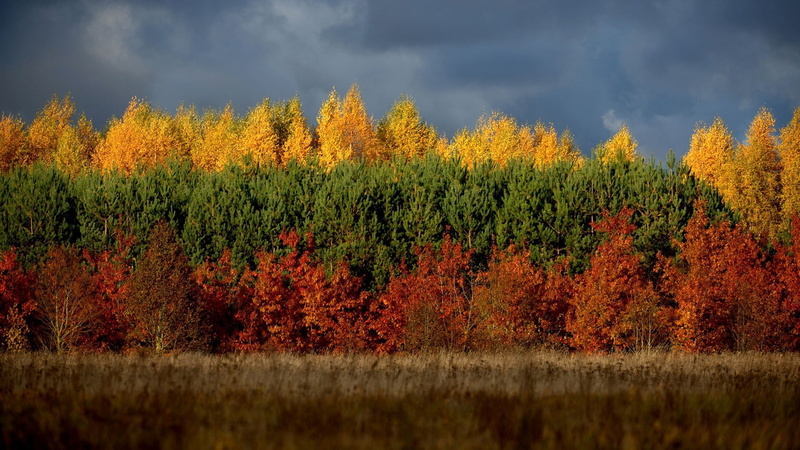 1080P, nature, Lithuania, trees, forest