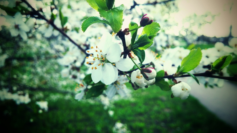tree, focus on foreground, white, petal, vulnerability, apple tree, branch, blossom, flowering plant, close-up, plant, flower, cherry tree, fragility, beauty in nature