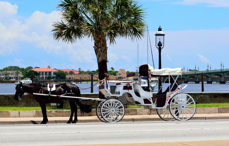 mammal, florida, road, historic, tree, carriage, horse, sight seeing, coach, ride, horsedrawn, st, history, animal themes, vintage, livestock, plant, tropical climate