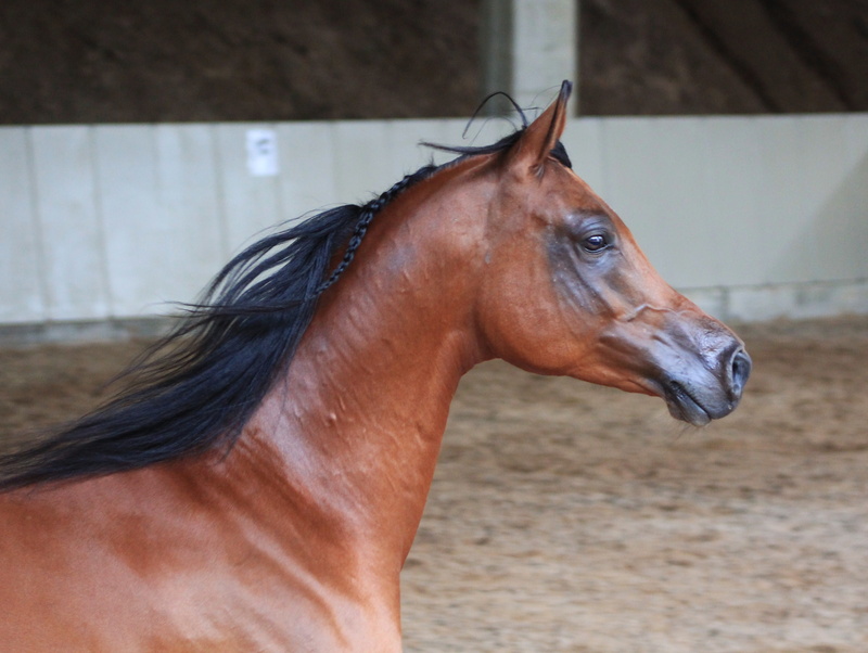 stallion, close-up, horse, mammal, herbivorous, brown, looking, day, pets, animal wildlife, arabs, focus on foreground, one animal, arabian horse, ranch