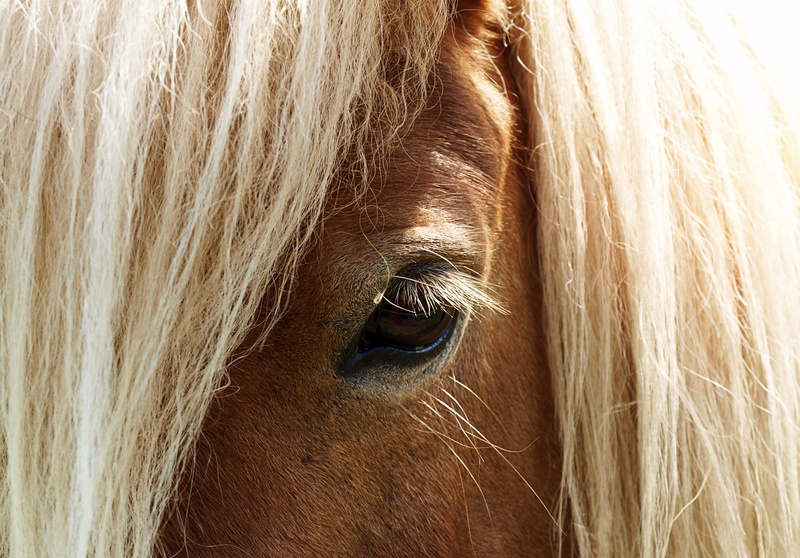 livestock, herbivorous, close-up, fur, wildlife photography, eyelashes, white brown, stallion, one animal, mammal, shetland pony, animal, eye, small horse