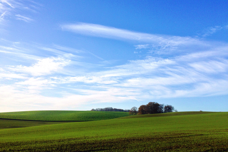 trees, no people, growth, land, tranquility, tranquil scene, grass, outdoors, field, pr. beatrixsingel 23, cloud - sky, agriculture, environment, netherlands