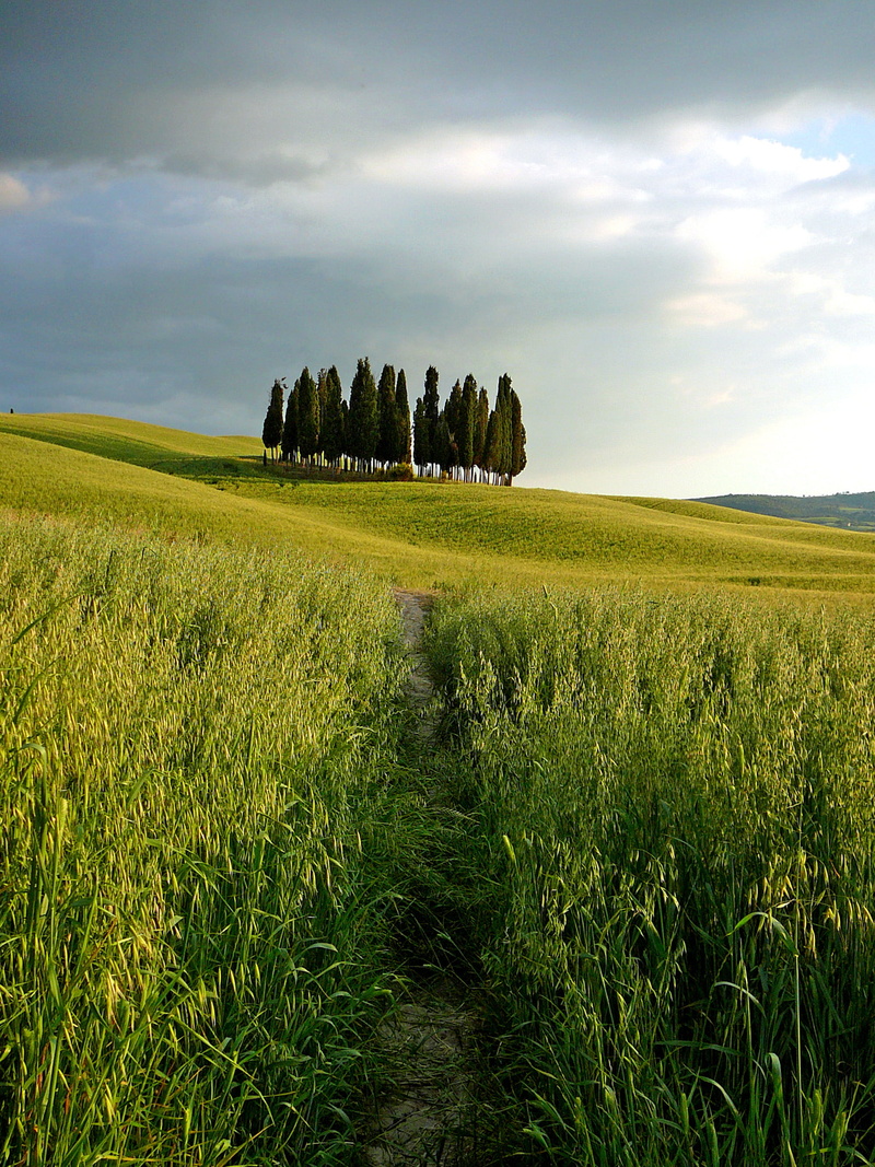 farm, tree, agriculture, time, summer, green Color, sky, outdoors, land, blue, landscape, jpg, Tuscany, day, green, PR, grasses, travel, grass, field, nature