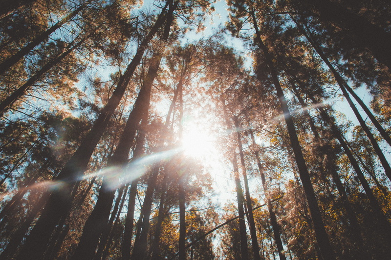 cianorte, beauty in nature, outdoors, low angle view, brazil, tranquility, lens flare, land, trunk, streaming, bright, day, 5K, sky, photo, sun, solar flare