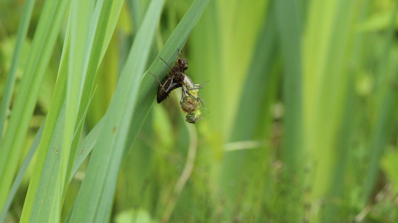 5K, birth, animal wing, at the end of a larva, focus on foreground, no people, plant, the beginning of a dragonfly, animal themes, insect, selective focus