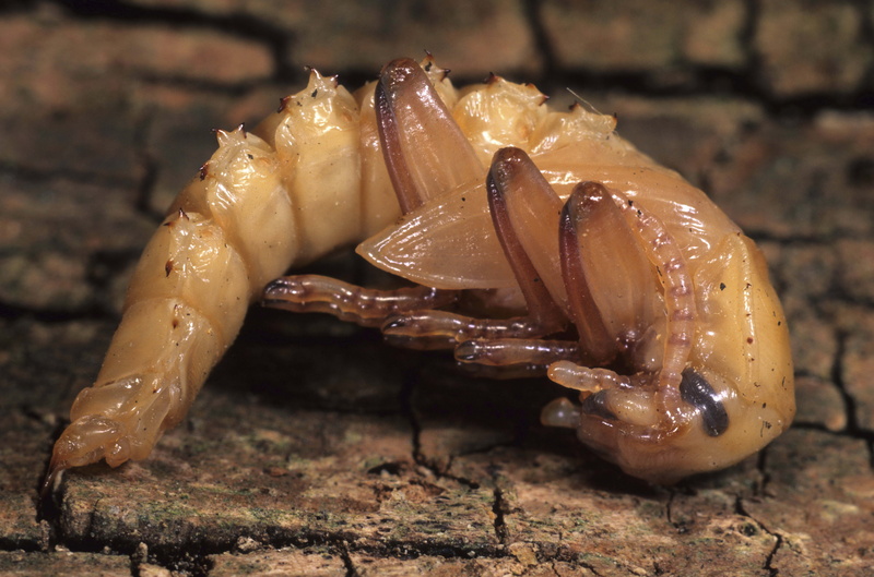 japanese food, crawling, macro, larva, high angle view, 5K, food and drink, pest, nature, wildlife, wood - material, indoors, outdoors, ready-to-eat, meat