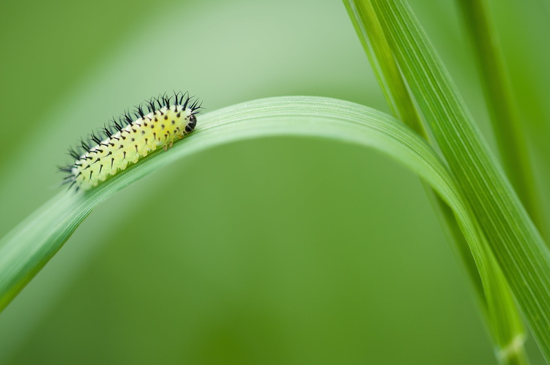 meadow, wildlife, insect, 4K, day, grass, plant part, green oak sawfly, caterpillar, growth, nature, animal, summer, no people, close-up, backgrounds