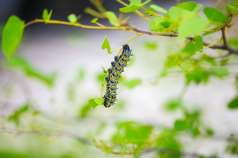 one animal, photography, blue, close-up, beauty in nature, leaf, 1080P, plant part, plant, focus on foreground, larva, green color, no people, animal themes